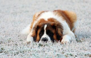 Larynxparalyse met polyneuropathie, CNTNAP1-gerelateerd