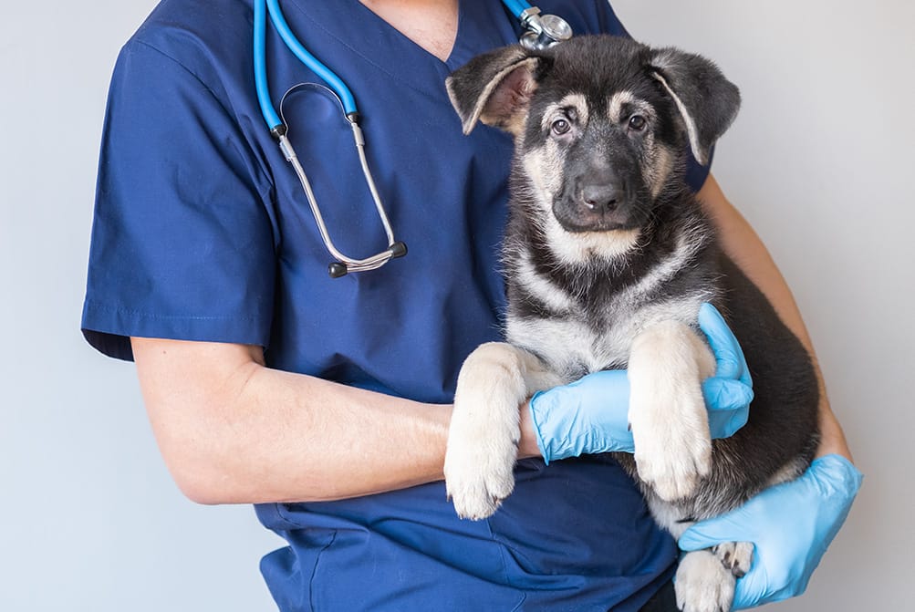 dierenarts-combibreed Dierenartsen