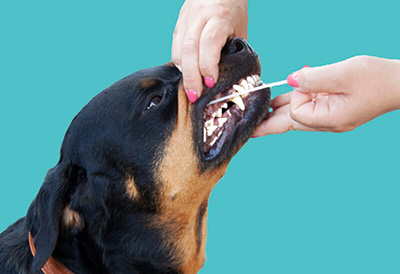 swab hond die getest wordt